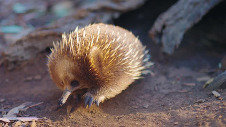 Hedgehog in a wild