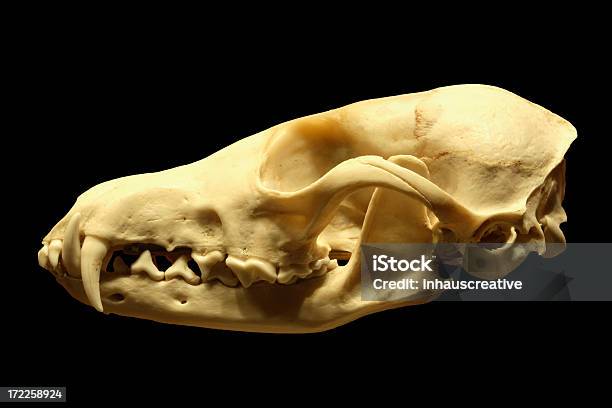 Hund Mit Totenkopf Stockfoto und mehr Bilder von Anatomie - Anatomie, Fotografie, Freisteller – Neutraler Hintergrund