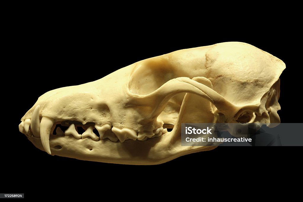 Собака с черепами - Стоковые фото Анатомия роялти-фри