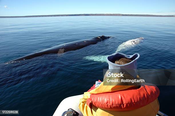 Whale Watching Stock Photo - Download Image Now - Whale Watching, Whale, Peninsula Valdes