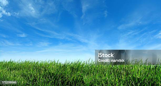 Verde Hierba Y Cielo Azul Foto de stock y más banco de imágenes de Cielo - Cielo, Hierba - Pasto, Aire libre