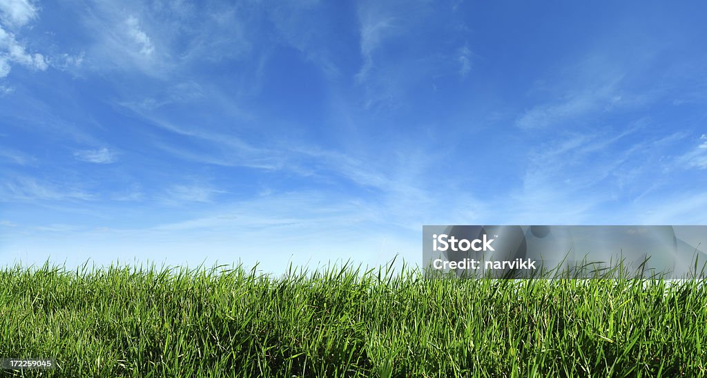 Green Grass and Blue Sky SEE MY OTHER SIMILAR PHOTOS: Grass Stock Photo