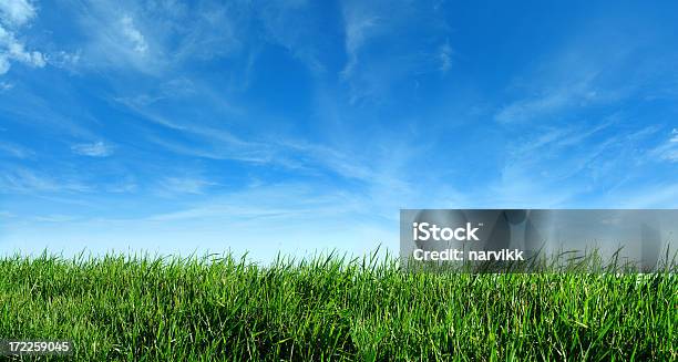 Green Grass And Blue Sky Stock Photo - Download Image Now - Grass, Sky, Agricultural Field