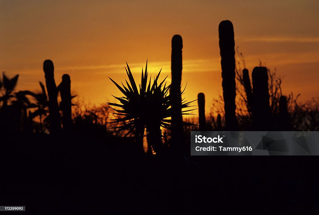 Cactus al atardecer - Foto de stock de Afilado libre de derechos