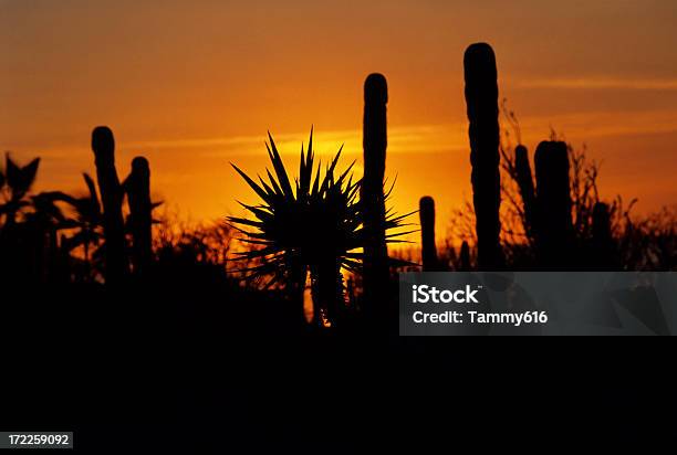 カクタスの夕日 - とげのストックフォトや画像を多数ご用意 - とげ, オレンジ色, カボサンルーカス