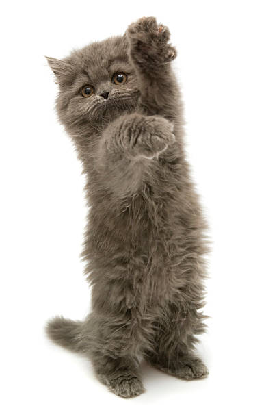ich bitte - animal fur domestic cat persian cat stock-fotos und bilder