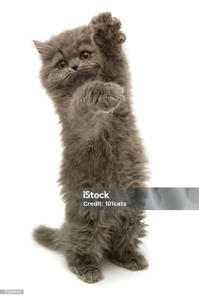 me please persian cats ( 2 months ) Domestic Cat Stock Photo