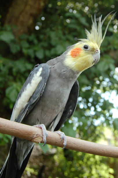 istock Alert Cockatiel High on His Perch 172259129