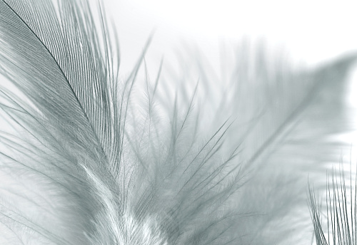 White fluffy bird feathers and a drop of water. Beautiful fog. The texture of delicate feathers. soft focus.