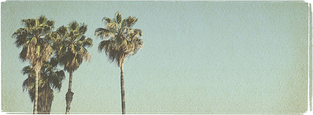 istock Beach Palms - Vintage Look Series 172259284