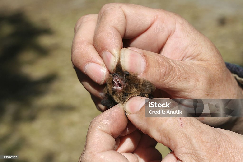 bat`s mouth vampire bat`s mouth Vampire Bat Stock Photo