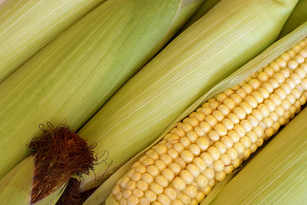 un épi de maïs - corn on the cob corn crop food and drink healthy eating photos et images de collection