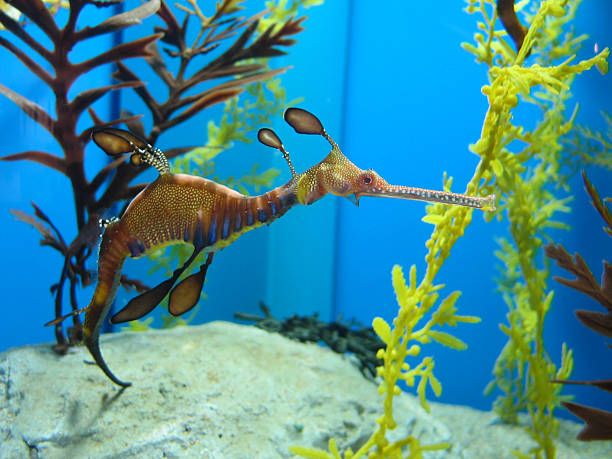 istock weedy sea dragon 172259386