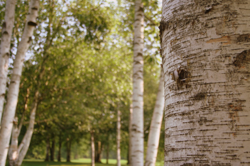 Birch tree in the summer.