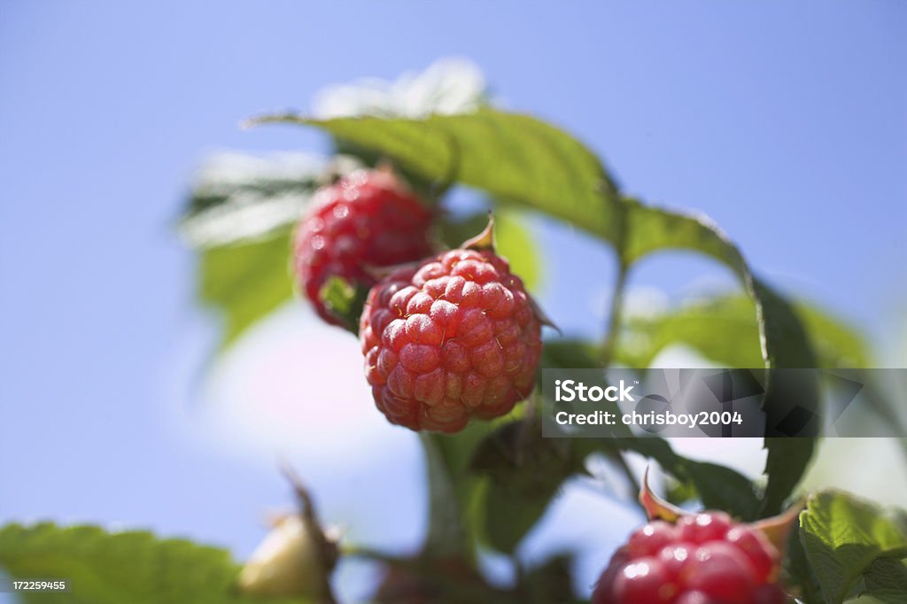 Sommer rasberries - Lizenzfrei Beere - Obst Stock-Foto