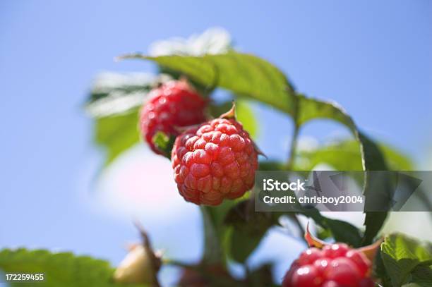 Sommer Rasberries Stockfoto und mehr Bilder von Beere - Obst - Beere - Obst, Blatt - Pflanzenbestandteile, Fotografie