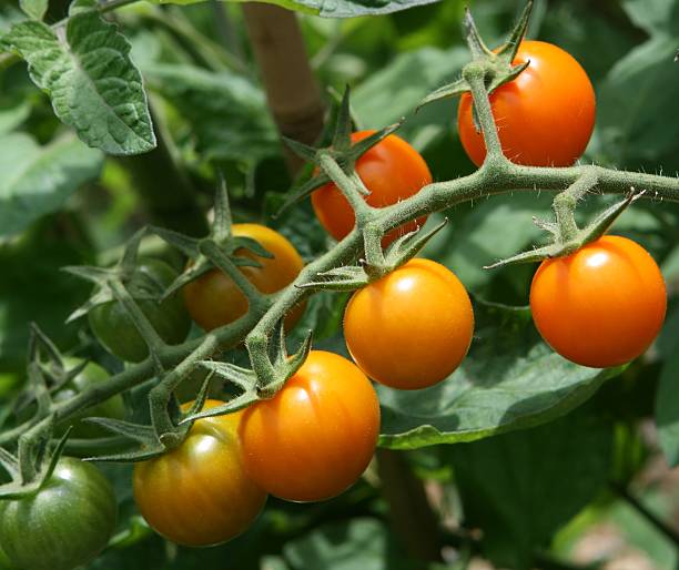 tomate cherry en vine sungold - tomatoes on vine fotografías e imágenes de stock