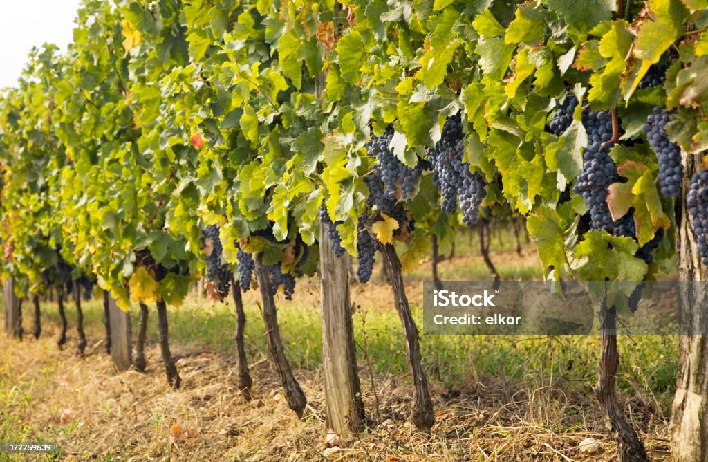 Uvas para vinho - Royalty-free Ao Ar Livre Foto de stock
