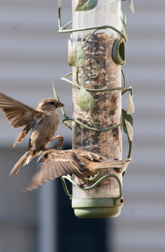 Finches at a bird feeder. Heads in focus. Wings show movement.