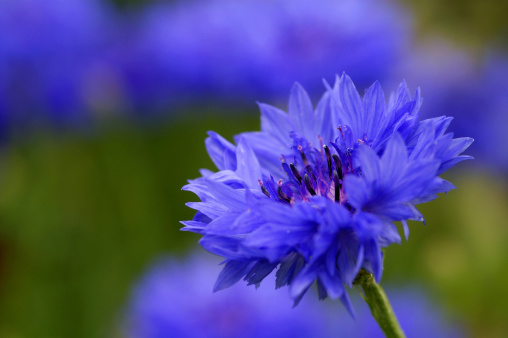 A Cornflower or Bachelor's Button flower against a blurry green grass background with a bit of yellow.
