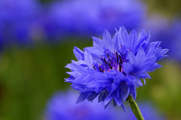 Cornflower Cornflower.Please see more flower pictures from my Portfolio.Thank you! cornflower photos stock pictures, royalty-free photos & images