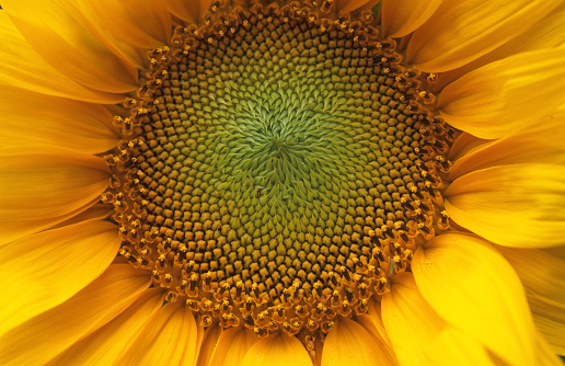 Bees in a blossom of sunflower