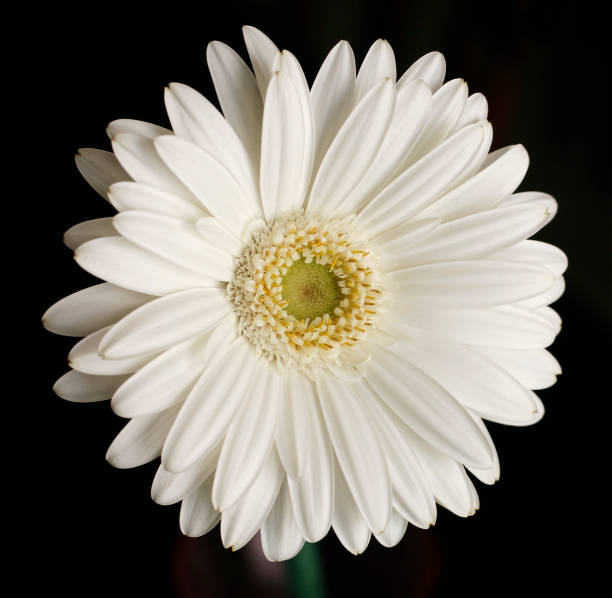 White Gerbera Daisy on Dark Background stock photo