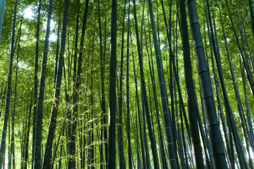 Tranquil Bamboo Forest with Sunlight Filtering Through
