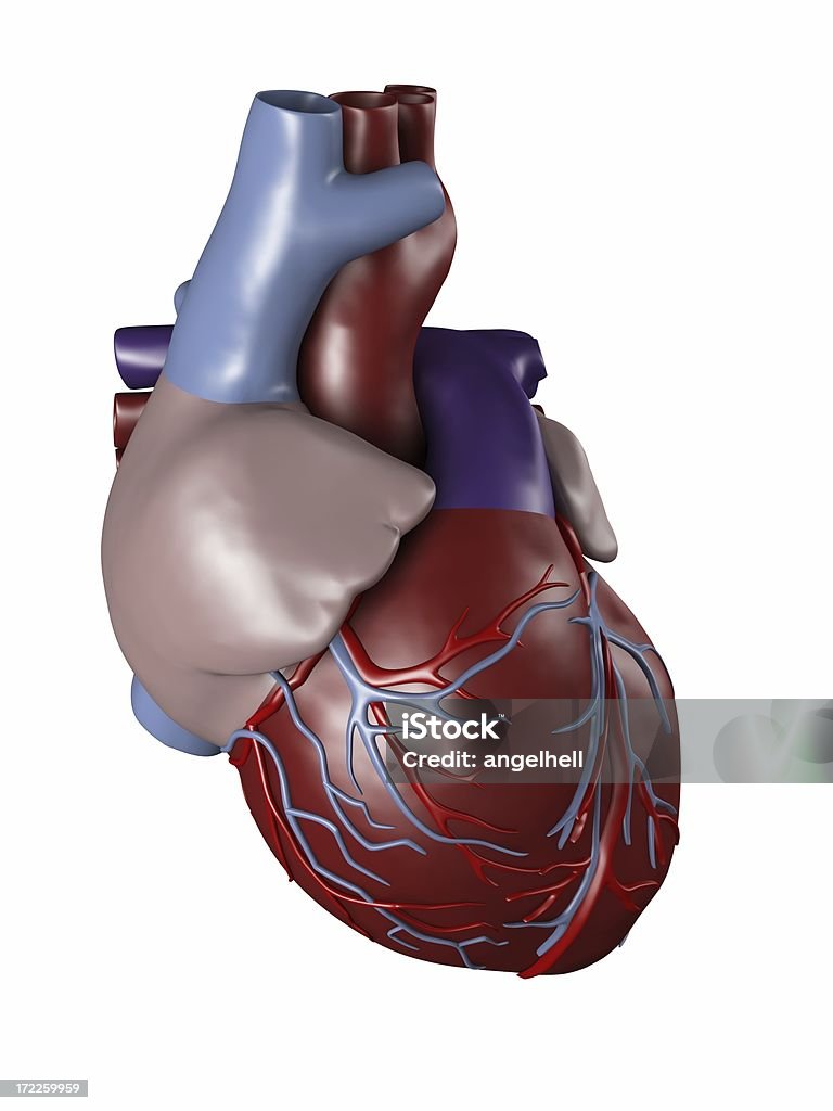 Human heart for medical study "Human heart, with aorta, pulmonary trunk, veins, left ventricle, right ventricle, left atrium, right atrium, superior vena cava, inferior vena cava and artery, on white background. Great to be used in medicine works and health." Analyzing Stock Photo