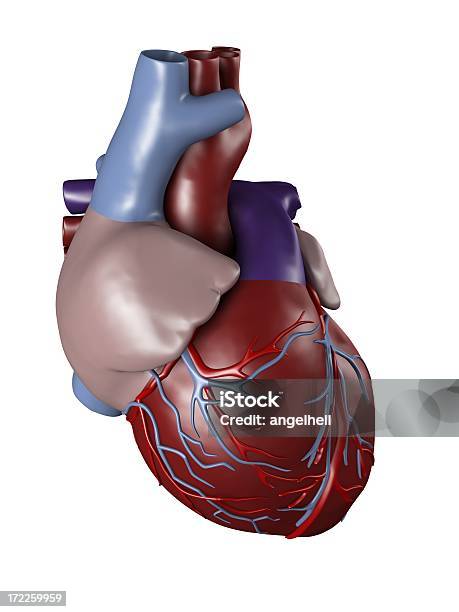 Coração Humano Aos Médicos Do Estudo - Fotografias de stock e mais imagens de Analisar - Analisar, Anatomia, Aorta