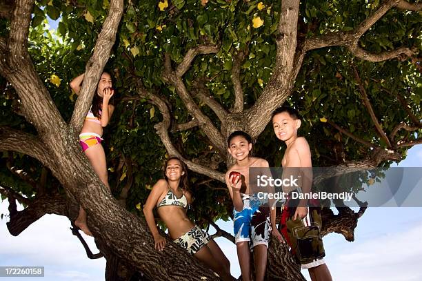 La Struttura Ad Albero - Fotografie stock e altre immagini di Hawaiano - Hawaiano, Bambino, 10-11 anni