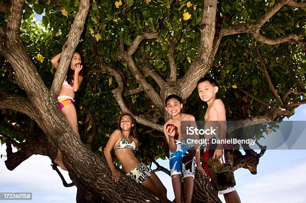 のツリー - ハワイ人のストックフォトや画像を多数ご用意 - ハワイ人, 子供, 10歳から11歳