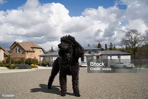 Foto de Preta Cachorro Poodle Se No Meio Do Rua e mais fotos de stock de Cultura Francesa - Cultura Francesa, França, Poodle