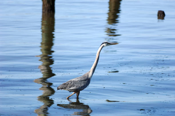 istock Heron Wading in the Elkhorn Slough 172260508