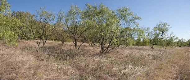 mesquite trees
