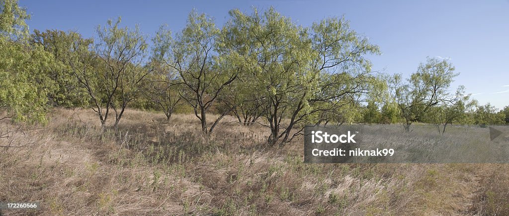 mesquite drzewa - Zbiór zdjęć royalty-free (Jadłoszyn)