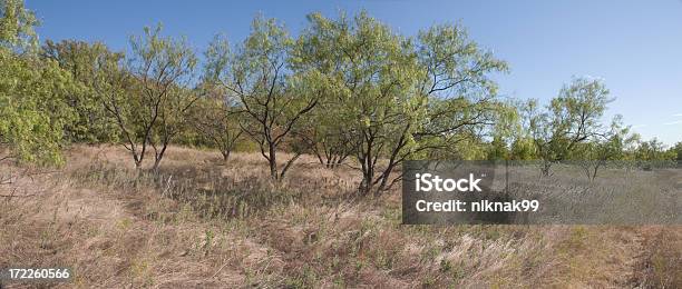 Mesquite Drzewa - zdjęcia stockowe i więcej obrazów Jadłoszyn - Jadłoszyn, Stan Teksas, Bez ludzi