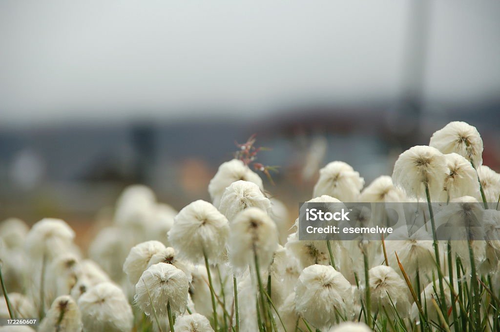 Cottongrass Wet cottongrass Arctic Stock Photo