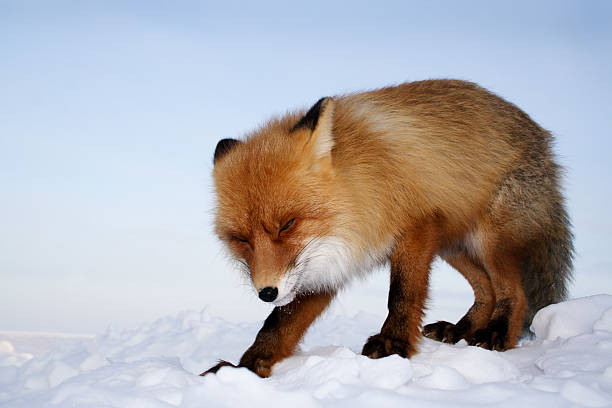 Sunny day. Fox screw up one's eyes. stock photo