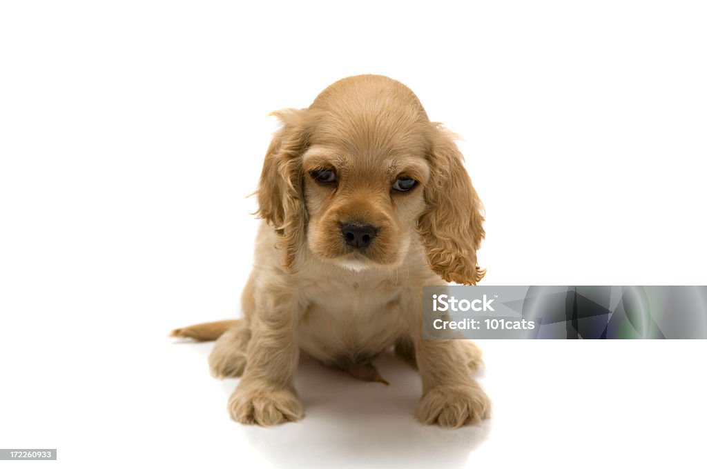 petit cocker spaniel - Photo de Amitié libre de droits