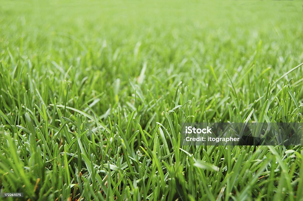 Ładny grass - Zbiór zdjęć royalty-free (Trawa)