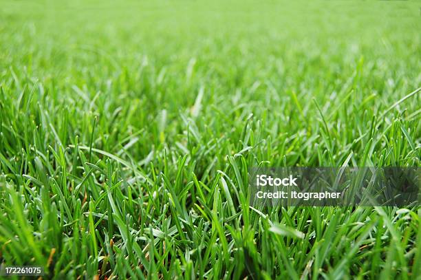 Ładny Grass - zdjęcia stockowe i więcej obrazów Trawa - Trawa, Bez ludzi, Długi
