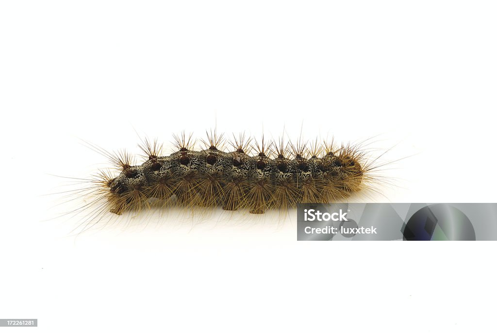 Caterpillar (Lymantria dispar - Lizenzfrei Raupe Stock-Foto