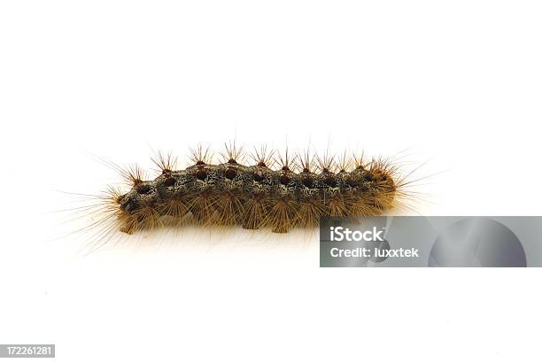 Photo libre de droit de Caterpillar Lymantria Dispar banque d'images et plus d'images libres de droit de Chenille - Larve - Chenille - Larve, Fond blanc, Poils d'un animal