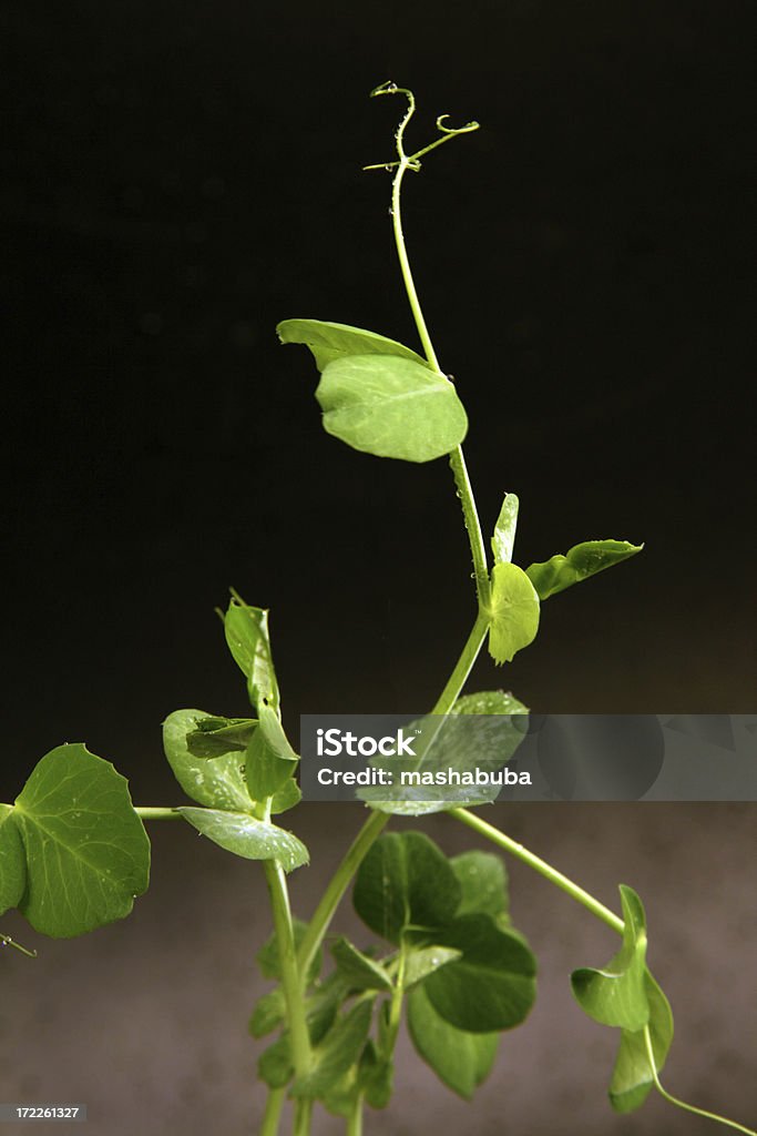 新しい成長率 - エンドウ豆のロイヤリティフリーストックフォト