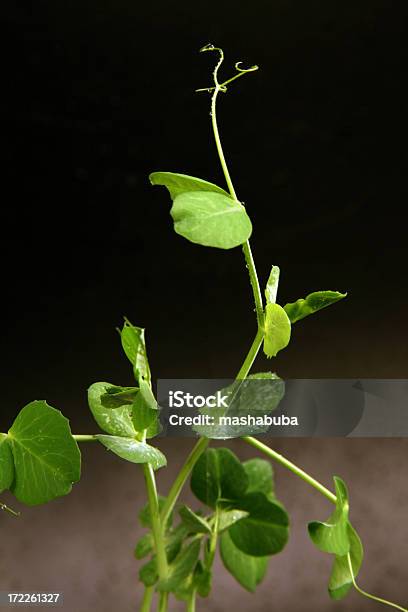 新しい成長率 - エンドウ豆のストックフォトや画像を多数ご用意 - エンドウ豆, カットアウト, 人物なし