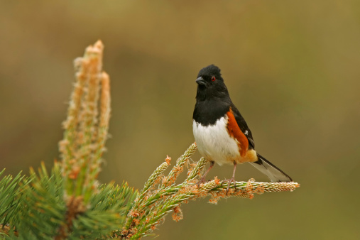 An Eastern Towhee perches on a Pine tree on a spring day in Virginia.