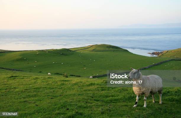 See Lonesome Schaf Stockfoto und mehr Bilder von Schaf - Schaf, Irische Kultur, Landschaft