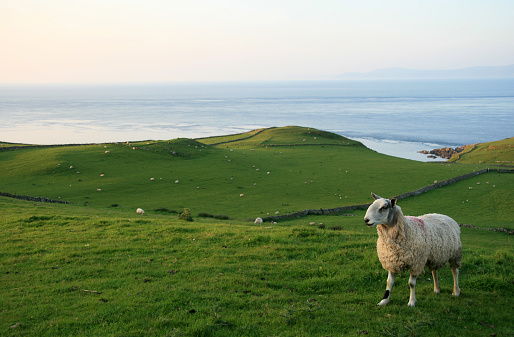 flock of sheep and lambs grazing in the field, mother sheep and baby lamb together,