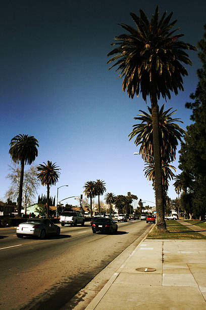 istock Los Angeles Street Lined with Palm Trees 172261542